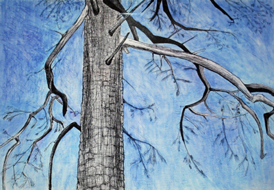 Karen Bright - Pine on Sunset Trail Dusk-small