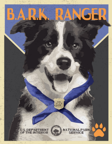 Color sketch of a black & white dog on a blue & black background. The dog has its mouth open and tongue out. It also has a blue ribbon around it's neck with a bark ranger medal. It says, "Bark Ranger, U.S. Department of the Interior, National Park Service