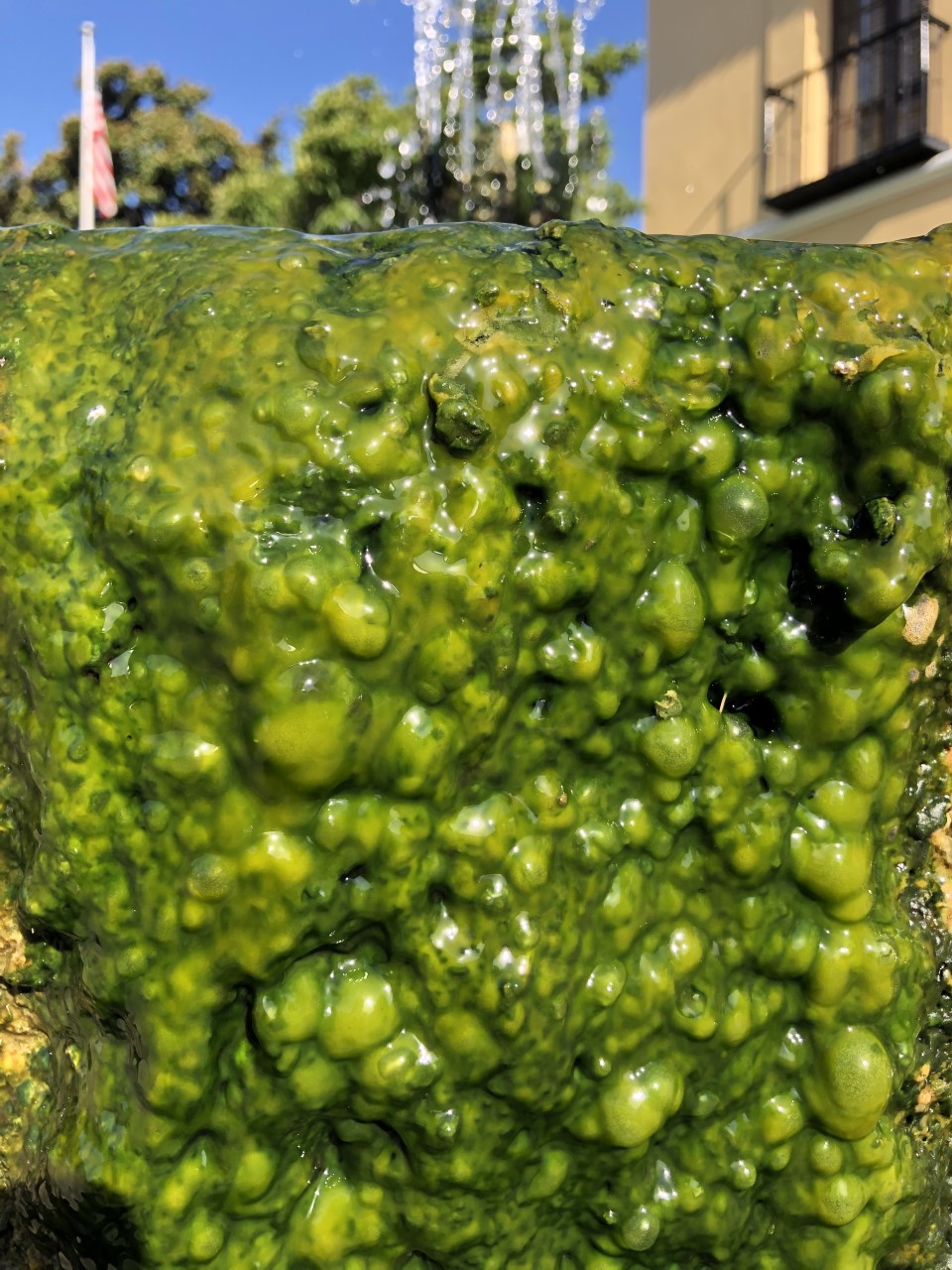 A slimy bubbly looking bright green algae flowing over the side of a circular stone fountain that sprays hot thermal water skyward.