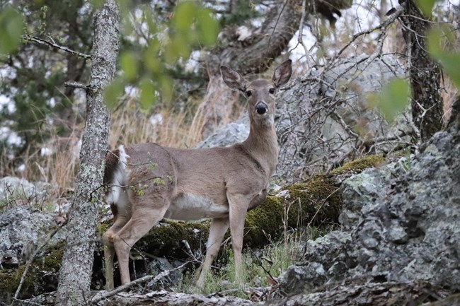 Deer standing on a rocky hill side in the forest.