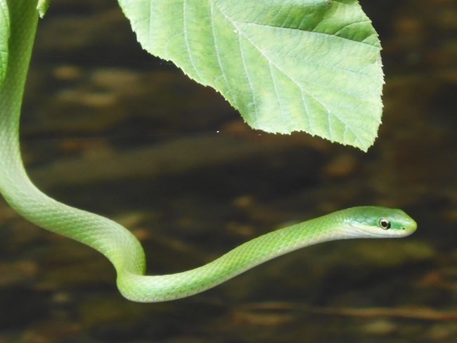 Northern Rough Greensnake hanging in a low hanging limb over water.