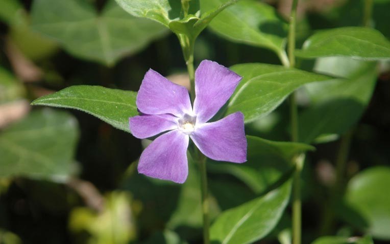 Dark green leaves with pinwheel purple flowers