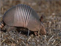 Armadillo rooting through field.