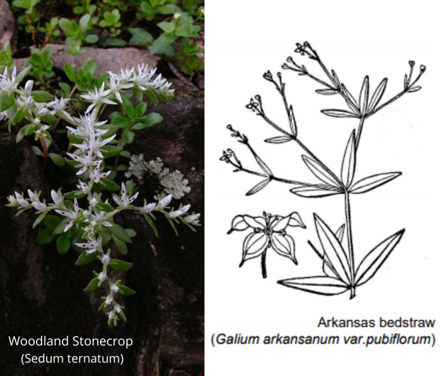 2 plant collage. Left plant is a picture of a green succulent with strings of white flowers; reads Woodland Stonecrop  (Sedum ternatum). The right one is a drawing of stems leaves and a flower. Reads; arkansas bedstraw, (galium arkansum var. publiflorum)