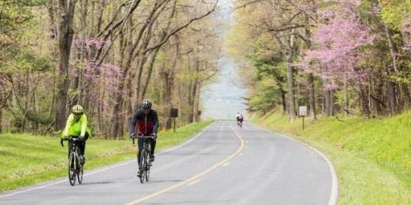 Two cyclists biking on a road through the forest with redbuds blooming in the background.