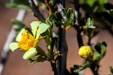 creamy yellow cliffrose blossom