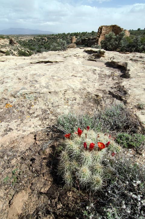 red claret cup cactus blooms with Tower point in background