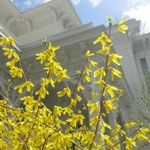 forsythia