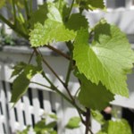 grape-vine