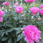 peony