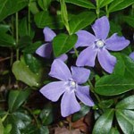 periwinkle