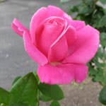 rose