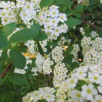 spirea