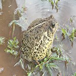Toad enjoying the water in the kitchen garden.