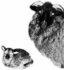 Dala and her new lamb.