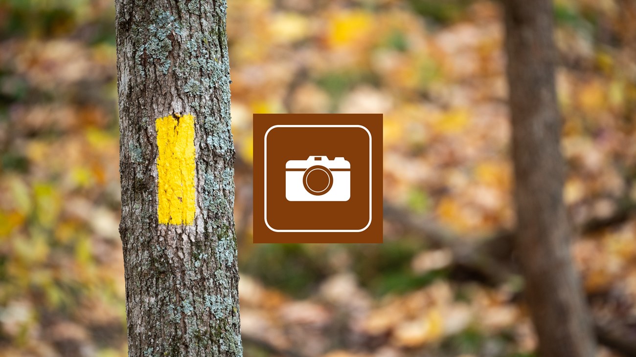 Photograph of blaze painted on tree trunk with icon of camera.