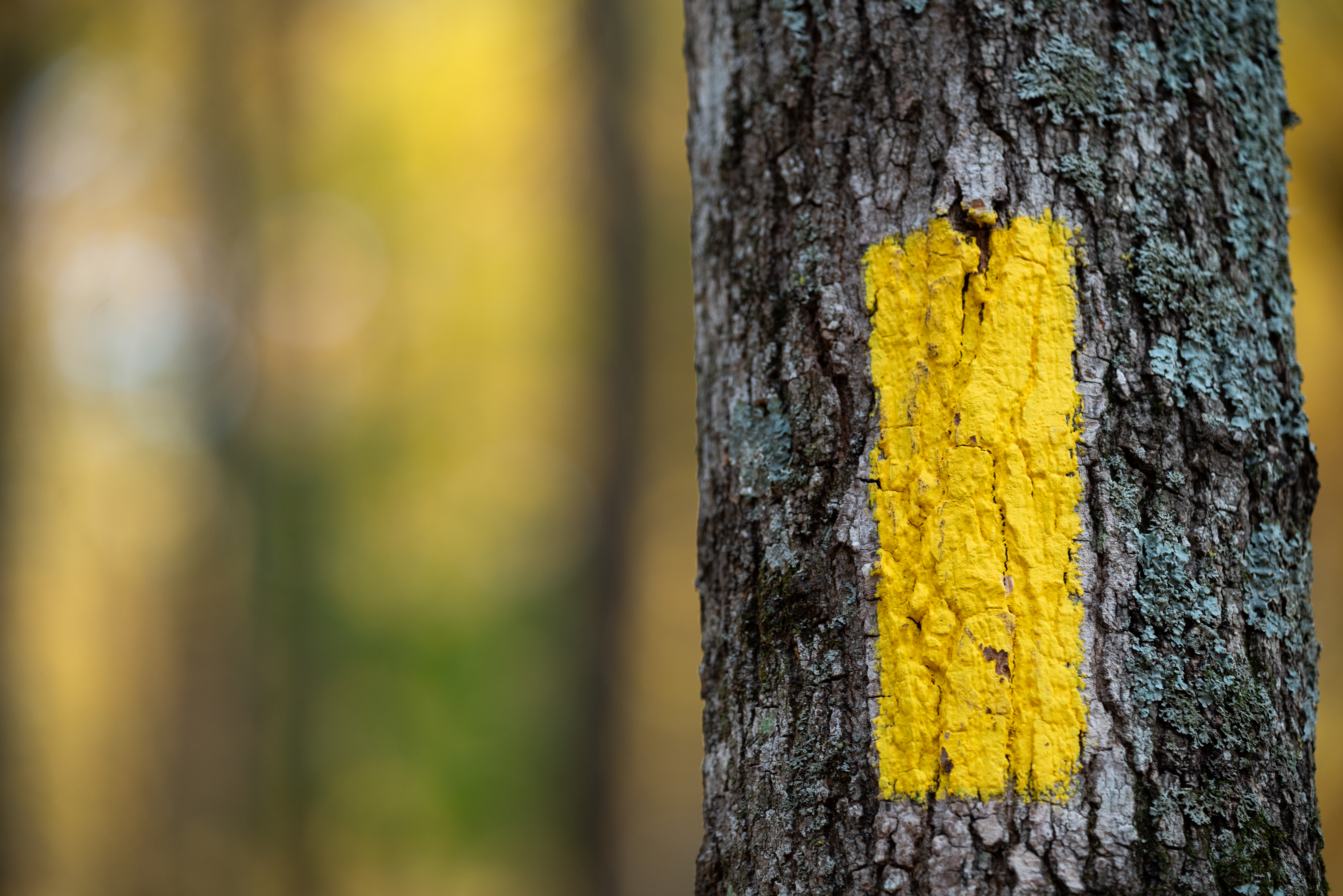 Photograph of a bright yellow blaze painted on a tree trunk.