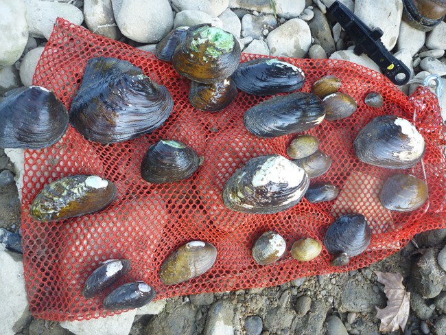 A selection of freshwater mussels on a red net found during monitoring at Big South Fork NRRA.