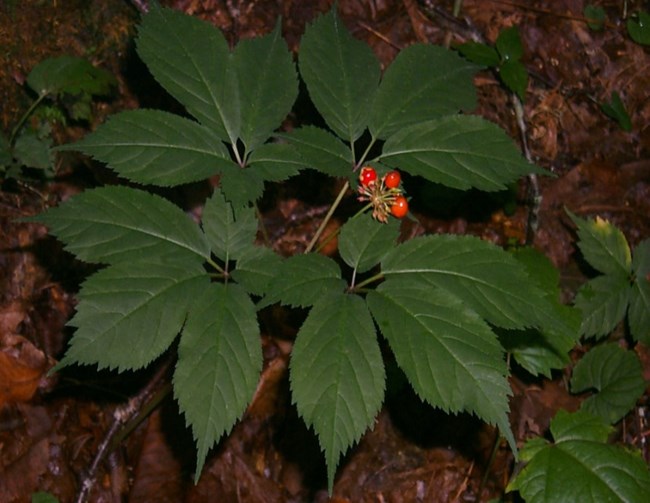 Closeup of a Ginseng (Panax quinquefolius) plant in the forest.