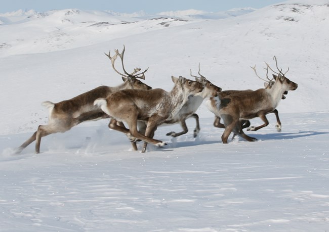 caribou running through the snow