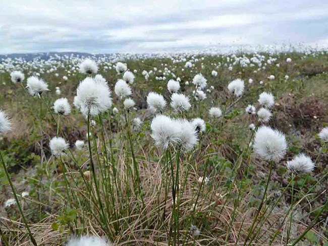 An Arctic meadow of cottongrass.