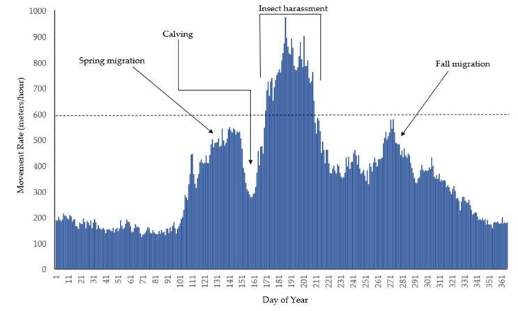 A graph showing the average movements rates in meters/hour of the Western Arctic Herd female caribou by day of the year, northwest Alaska, 2009–2019. Movement rates of caribou were the highest during periods of insect harassment.