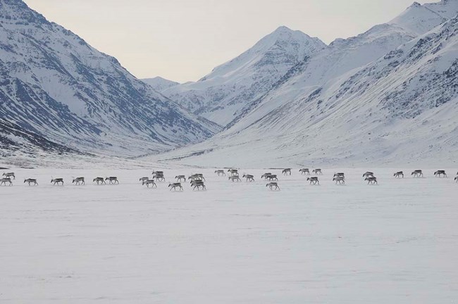 A heard of caribou migrate across snow-filled valley for the spring migration.