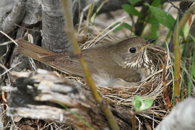 A Gray-cheeked Thrush incubating its nest.