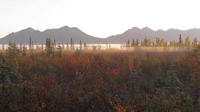Boreal or taiga forest and shrublands.