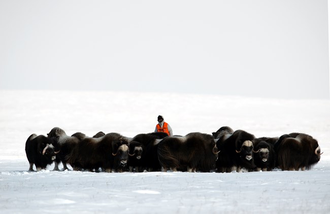 A biologist records the sex and age composition of a herd of muskox.