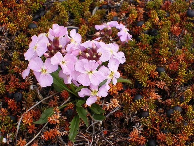 flowers and crowberry