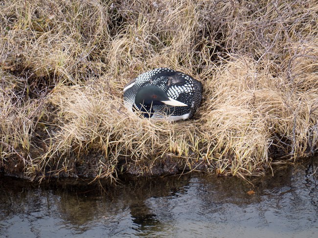 A Yellow-billed Loon on its nest.