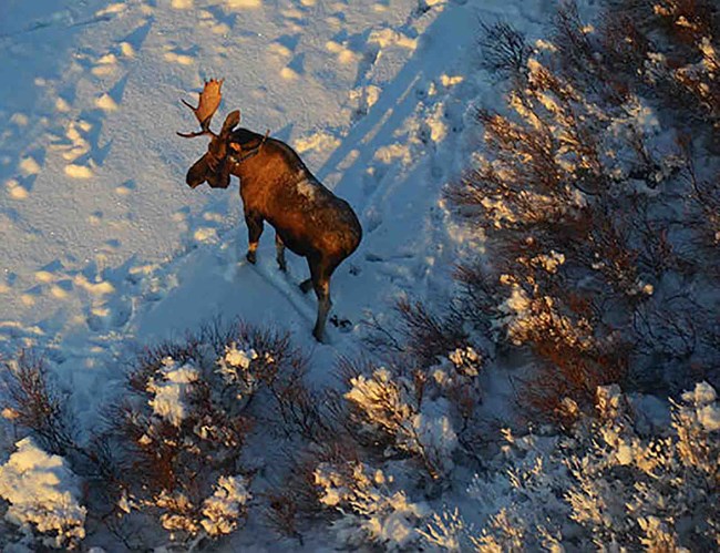 A bull moose in the winter.