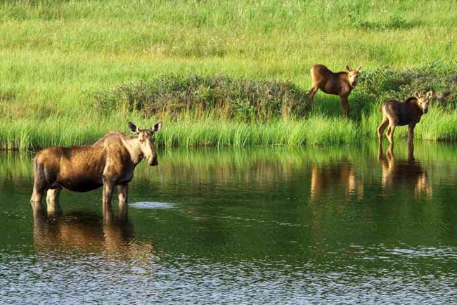 A cow moose and her two calves explore the wetlands.