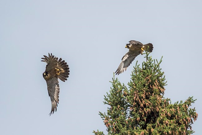 A pair of Peregrine Falcon take flight.