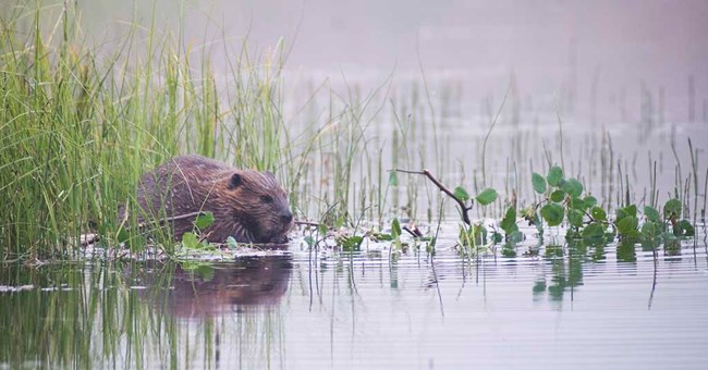 A beaver sits in a pond with green water plants nearby.