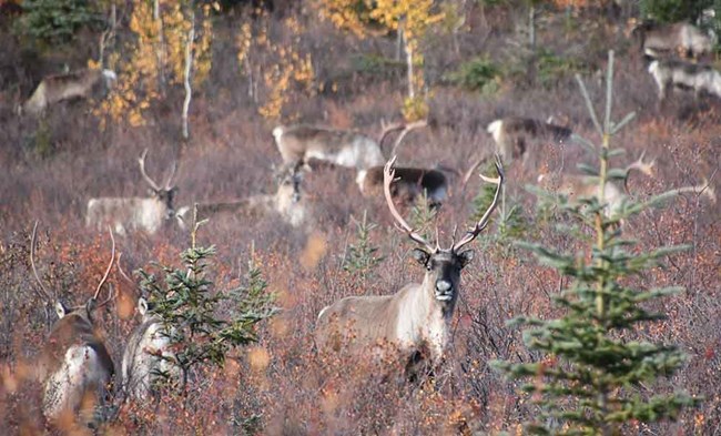 A group of caribou in the fall tundra.