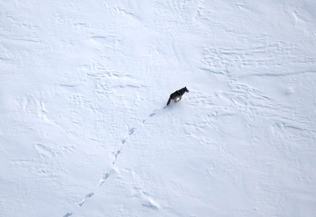 A wolf walking in the snow, aerial image.