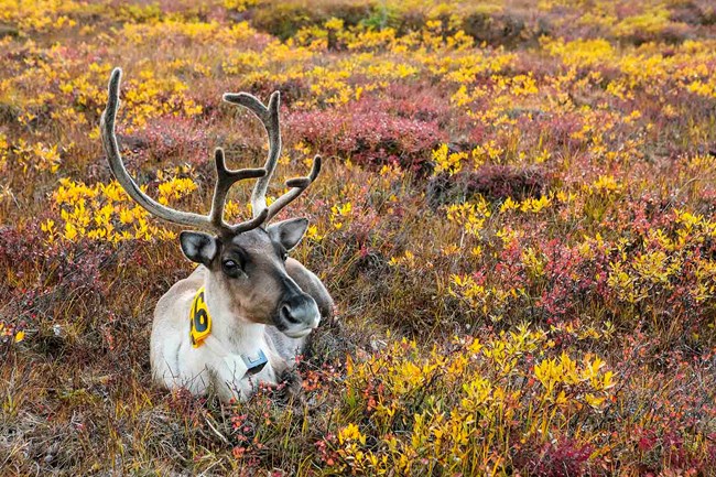 A caribou tagged for monitoring in the fall in WRST.