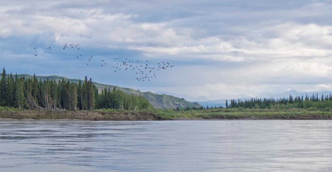 A flock of geese fly over the Yukon River.