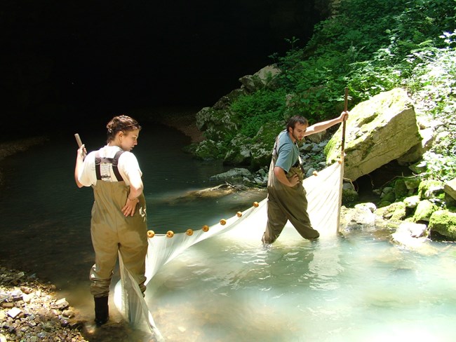 University of Tennessee researchers sampling fish in Entrance Spring to Russell Cave.