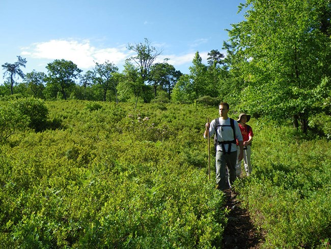 Two people hike along a trail through a clearing
