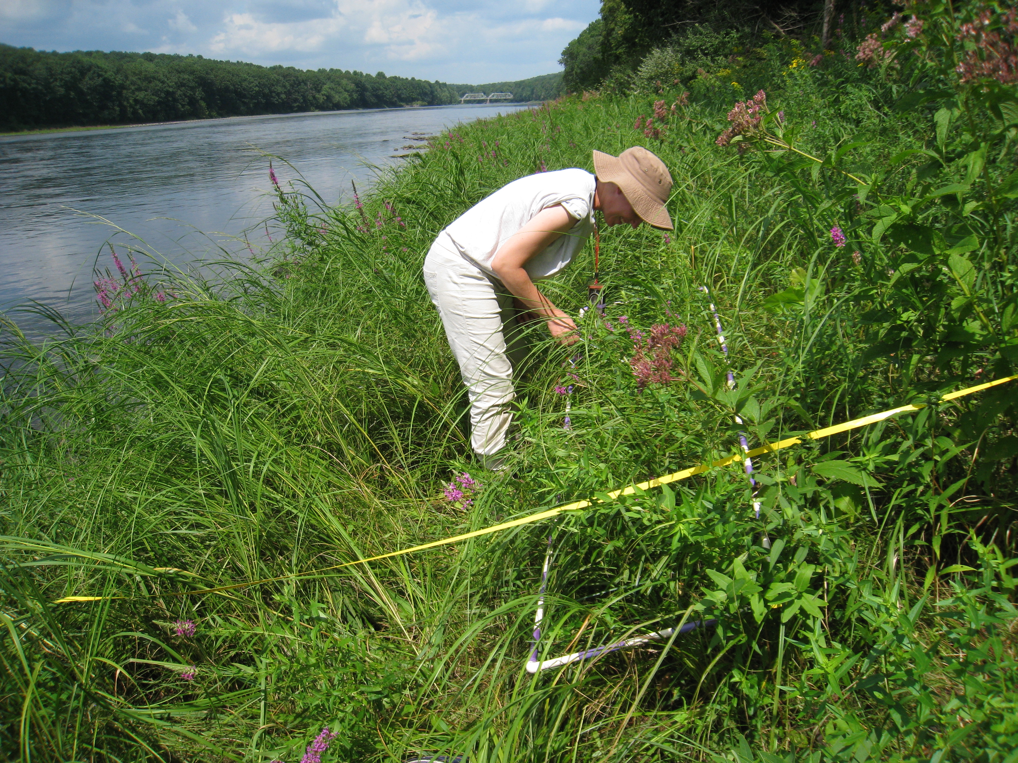 Monitoring which plants are present and thriving in the Calcareous Riverside Outcrops and Seeps provide clues to the health of the rare community.