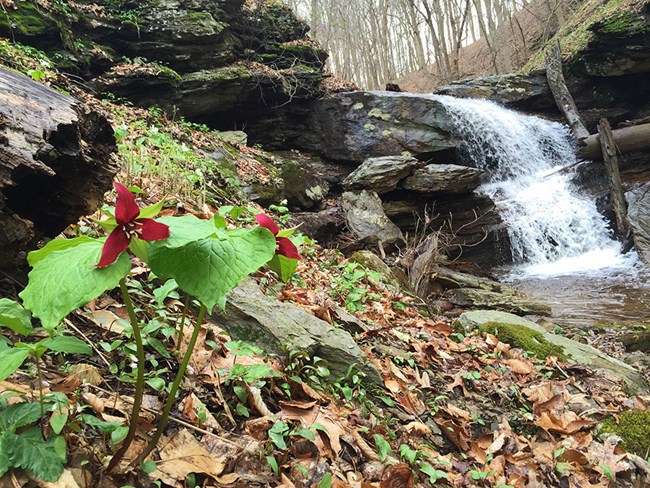 Red trillium flowers blooming on a hill beside a rocky waterfall