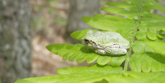 Small frog perched on a fern frond