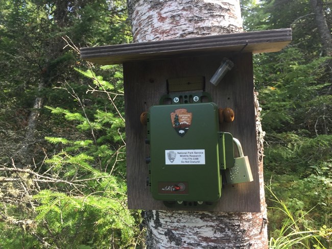 A green box attached to a board and with a narrow "roof" over the top is strapped to the trunk of a tree. A small device in a clear plastic case is attached to the underside of the roof.