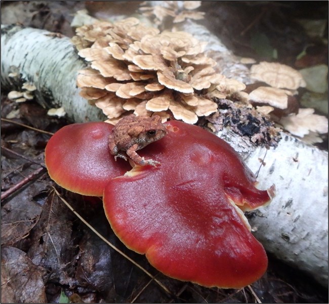 A toad sits on a maroon-colored shelf fungus attached to paper birch log lying on the ground. Lighter brown fungi grow in a cluster next to the toad.