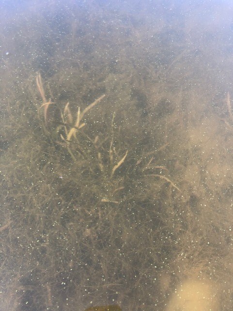 White flecks float in water. Plants are visible below the surface.