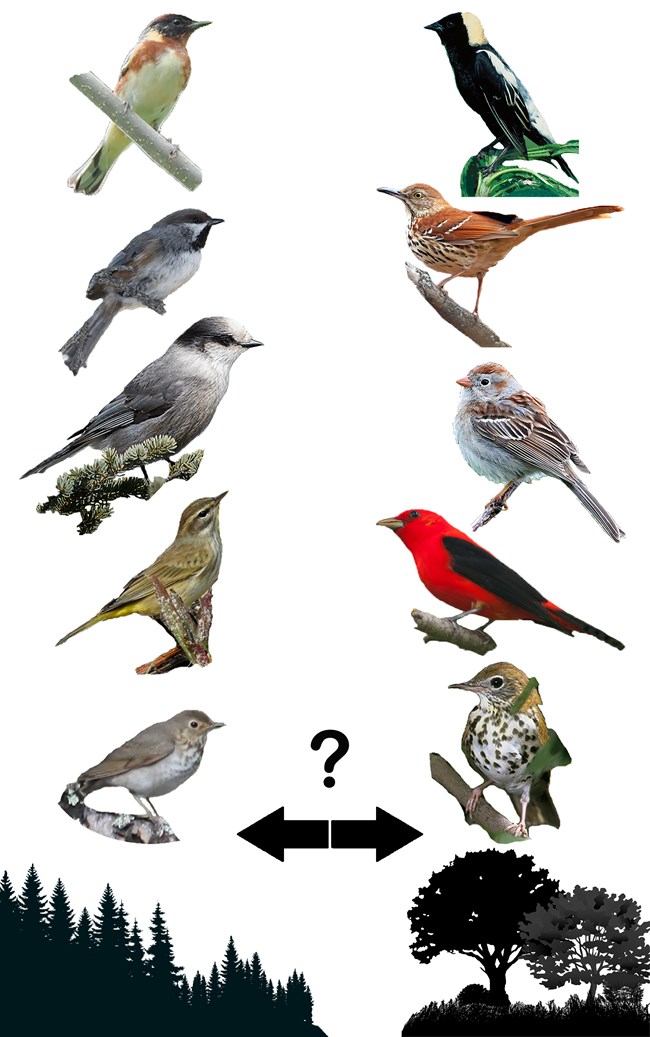 Photos of five birds over a silhouette of a conifer forest are looking to the right, facing five other birds over a silhouette of a hardwood forest. Between the two sets of birds is a question mark over a pair of arrows pointing in opposite directions.