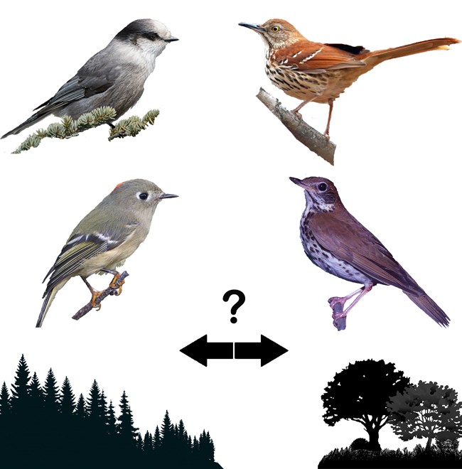 Photo of two birds over a silhouette of a conifer forest. They are looking to the right at two other birds over the silhouette of a hardwood forest. Between the four birds is a question mark over a pair of arrows pointing in opposite directions.